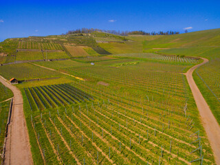 Weinberge Reben von oben Drohnenaufnahmen