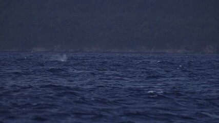 Whale dorsal fins and spout rise briefly above ocean with mist drifting in slow motion