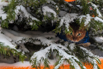 Close-up of a brown Abyssinian cat hiding among snow-covered pine branches decorated with orange ornaments, Moscow, Russia.