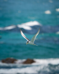Flying Tern Sea Ocean Bird 