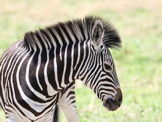 young zebra 