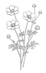 Wild Buttercup Flower Branch Botanical Illustration. Elegant wild flower branch with buds and leaves in minimal line art style	