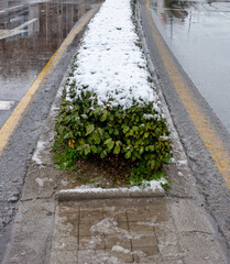 Snow covering green hedge next to wet urban road