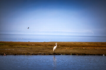 White Heron by the Water&rsquo;s Edge &mdash; Kerkini, Northern Greece