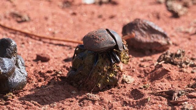 Dung beetle shaping and climbing on animal dung