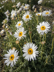 Vibrant wildflowers bloom in their natural habitat around Prince Albert, a charming Karoo town in South Africa&rsquo;s Western Cape. A spring floral display in arid surrounds, ideal for travel stock.