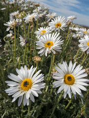 Vibrant wildflowers bloom in their natural habitat around Prince Albert, a charming Karoo town in South Africa&rsquo;s Western Cape. A spring floral display in arid surrounds, ideal for travel stock.