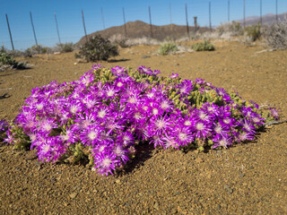 Vibrant wildflowers bloom in their natural habitat around Prince Albert, a charming Karoo town in...