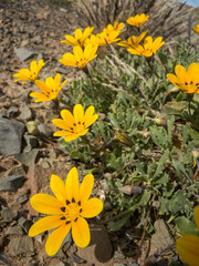 Vibrant wildflowers bloom in their natural habitat around Prince Albert, a charming Karoo town in South Africa&rsquo;s Western Cape. A spring floral display in arid surrounds, ideal for travel stock.