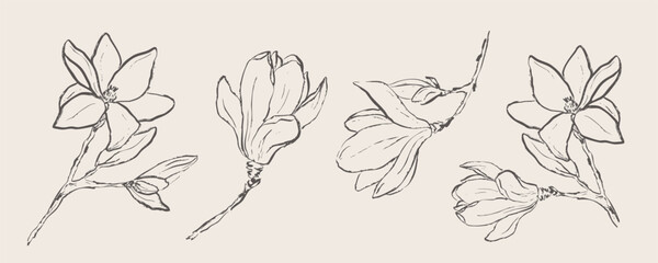 Hand drawn magnolia flowers collection, botanical line art floral sketches, elegant spring blossom vector elements © Anna Volkova