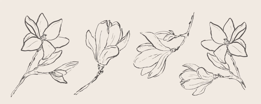 Hand drawn magnolia flowers collection, botanical line art floral sketches, elegant spring blossom vector elements