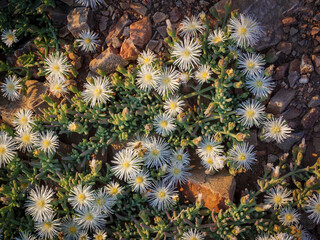 Vibrant wildflowers bloom in their natural habitat around Prince Albert, a charming Karoo town in South Africa&rsquo;s Western Cape. A spring floral display in arid surrounds, ideal for travel stock.
