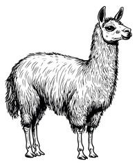 Obraz premium Hand drawn line art illustration of a llama depicting a standing pose for animal-themed designs