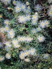 Vibrant wildflowers bloom in their natural habitat around Prince Albert, a charming Karoo town in South Africa&rsquo;s Western Cape. A spring floral display in arid surrounds, ideal for travel stock.