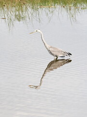 Graureiher mit Spiegelung