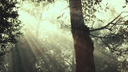 Obraz premium Gentle rays of sunlight stream through the canopy, illuminating a tranquil forest. A tall tree stands proudly, surrounded by lush greenery, creating a peaceful atmosphere.