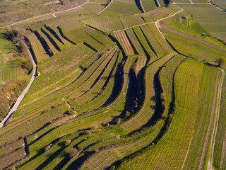 Weinberge Reben von oben Drohnenaufnahmen