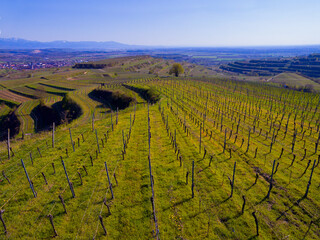 Weinberge Reben von oben Drohnenaufnahmen