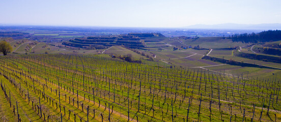 Weinberge Reben von oben Drohnenaufnahmen