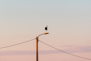 Solitary stork perched on a streetlight pole against pastel evening sky in Furadouro Portugal, Ovar &ndash; Furadouro, 12 November 2025