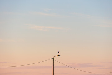 Minimalist view of stork standing on streetlight pole under wide evening sky Furadouro Portugal, Ovar &ndash; Furadouro, 12 November 2025