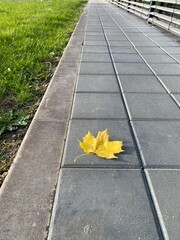 Yellow maple leaf resting on gray pavement beside lush green grass, capturing the essence of autumn in a serene park setting with natural beauty and tranquility