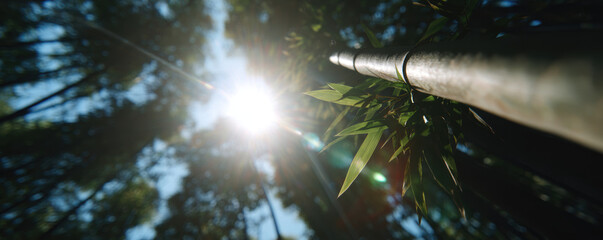 Serene bamboo forest in Japan, captured with cinematic wide angle perspective, showcases sunlight filtering through lush greenery, creating tranquil atmosphere