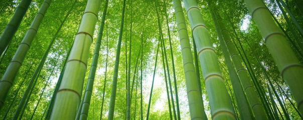 Lush bamboo forest with tall green stalks reaching towards sky, creating serene and tranquil atmosphere. vibrant greenery evokes sense of peace and connection to nature