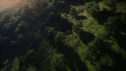 Sunlight filters through the leaves of vibrant green trees, casting long shadows on the hillside. The scene evokes a peaceful atmosphere, perfect for nature lovers and outdoor enthusiasts.