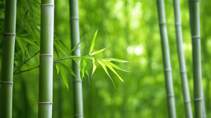 Lush bamboo forest in spring with vibrant green shoots, creating serene and tranquil atmosphere. tall bamboo stalks stand gracefully, showcasing nature beauty and harmony