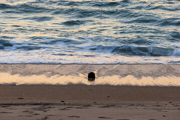 Close view of Atlantic waves washing onto sandy beach during sunset in Furadouro Portugal, Ovar &ndash; Furadouro, 11 November 2025