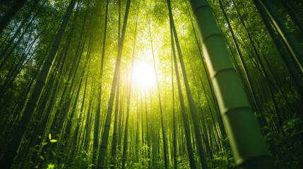 Dense bamboo forest with sunlight breaking through tall green stalks creates serene and tranquil atmosphere. vibrant greenery and soft light evoke sense of peace and connection to nature