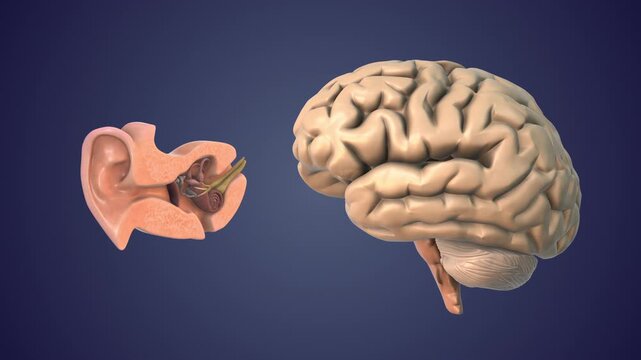 Brain Temporal Lobe Role in Hearing Processing