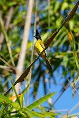 a Yellow-vented Bulbul perched on a tree branch against a clear blue sky. Its bright yellow body, black head, and sharp eyes highlight the beauty of wildlife in a calm natural setting