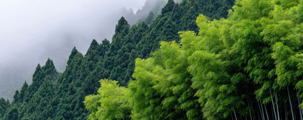 Lush bamboo forest thrives on foggy mountain slopes, creating serene and tranquil atmosphere. vibrant green foliage contrasts beautifully with misty backdrop, evoking sense of peace and harmony