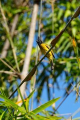 a Yellow-vented Bulbul perched on a tree branch against a clear blue sky. Its bright yellow body, black head, and sharp eyes highlight the beauty of wildlife in a calm natural setting