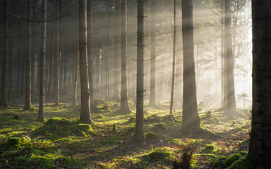 Dramatic sun light rays cutting through a foggy autumn forest scene. Wide angle view, moody atmosphere, no people