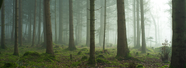 Autumn morning foggy forest scene. Panoramic view, thick fog, vibrant colors, moody atmosphere, no people