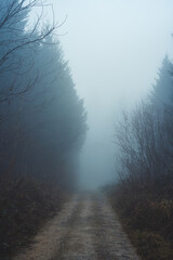 Narrow footpath in a foggy forest scene in autumn. Wide angle, thick fog, moody colors and atmosphere, no people