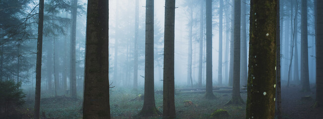 Autumn morning foggy forest scene. Panoramic view, thick fog, vibrant colors, moody atmosphere, no people