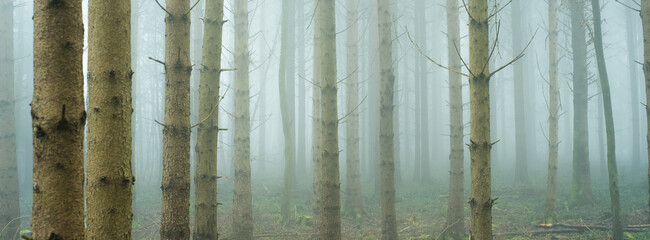 Autumn morning foggy forest scene. Panoramic view, thick fog, vibrant colors, moody atmosphere, no people