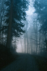 Narrow footpath in a foggy forest scene in autumn. Wide angle, thick fog, moody colors and atmosphere, no people