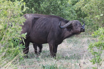 Afrikanischer B&uuml;ffel