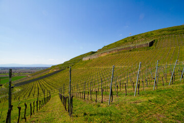 Weinberge Reben von oben Drohnenaufnahmen