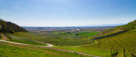 Weinberge Reben von oben Drohnenaufnahmen