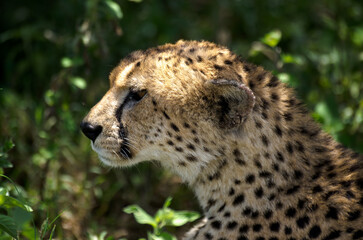 Fototapeta premium Guepard