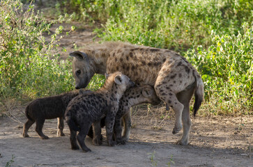 Hy&egrave;ne tachet&eacute;e