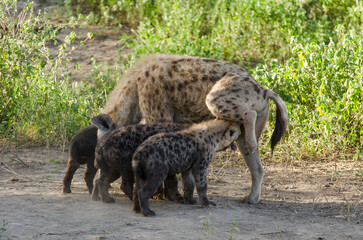 Hy&egrave;ne tachet&eacute;e