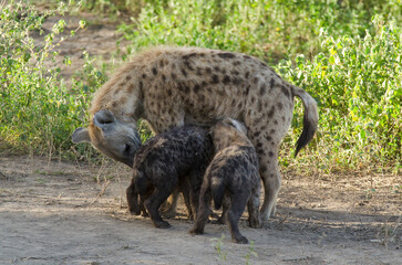 Hy&egrave;ne tachet&eacute;e