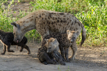 Hy&egrave;ne tachet&eacute;e